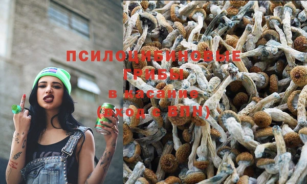 PSILOCYBIN Бородино