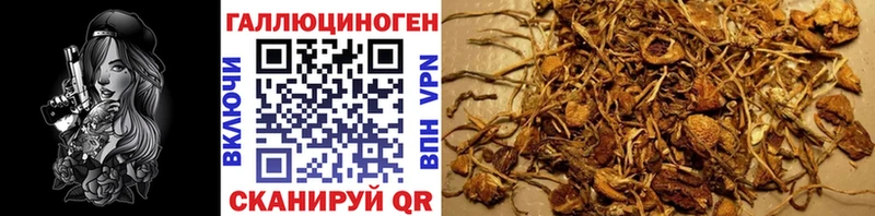 MEGA ссылка  Новокубанск  Псилоцибиновые грибы GOLDEN TEACHER 